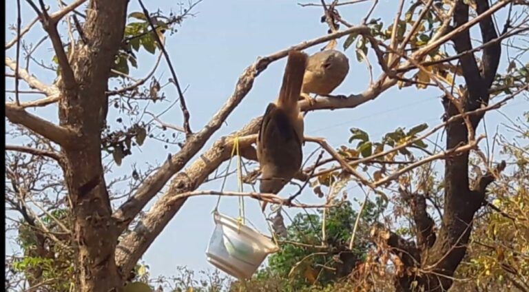 “पक्षी वाचवू या – एक समाजोपयोगी उपक्रम”